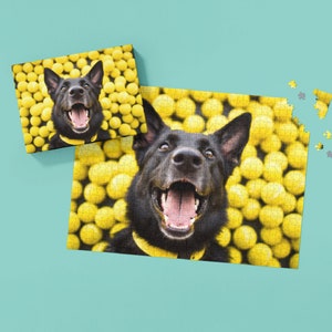 May include: A black dog with a yellow collar is surrounded by yellow tennis balls. The dog is smiling with its mouth open and tongue out. The dog is looking directly at the camera.