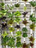 Hydroponic Garden Plans