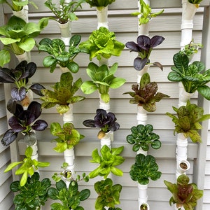 Hydroponic Garden Plans
