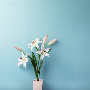 Peut inclure: Un bouquet de lys blancs avec des pointes roses dans un vase rose sur un fond bleu clair.