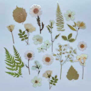 Puede incluir: Una colecci&oacute;n de flores y hojas prensadas, incluyendo helechos, margaritas y otras flores delicadas, dispuestas sobre un fondo blanco. Las flores son en tonos de blanco, crema y marr&oacute;n.