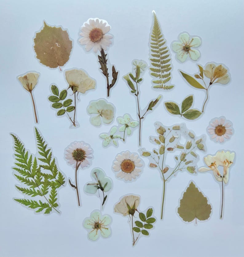 Puede incluir: Una colecci&oacute;n de flores y hojas prensadas, incluyendo helechos, margaritas y otras flores delicadas, dispuestas sobre un fondo blanco. Las flores son en tonos de blanco, crema y marr&oacute;n.