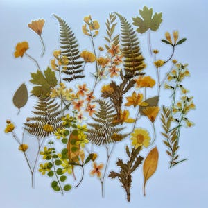 Puede incluir: Surtido de flores y helechos prensados amarillos y marrones, ideales para manualidades y scrapbooking.