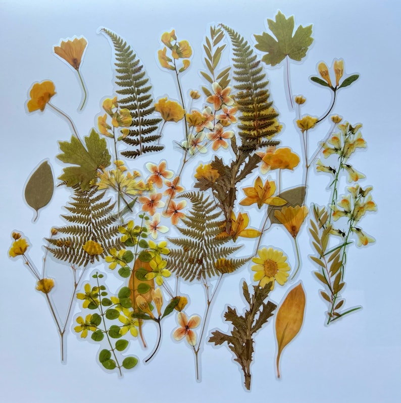 Puede incluir: Surtido de flores y helechos prensados amarillos y marrones, ideales para manualidades y scrapbooking.