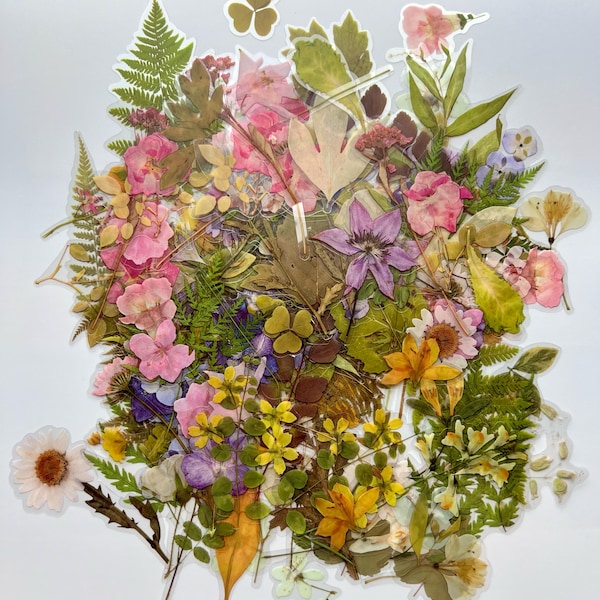 40 Gepresste Blumen Aufkleber - Kreative Aufkleber - Scrapbook Zubehör - Handwerk Aufkleber - Botanische Aufkleber - Natur Aufkleber