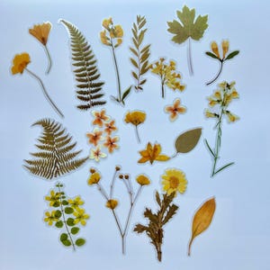 Puede incluir: Una hoja de pegatinas de flores prensadas con una variedad de flores amarillas y marrones, helechos y hojas. Las pegatinas son perfectas para agregar un toque de naturaleza a tus manualidades y proyectos.