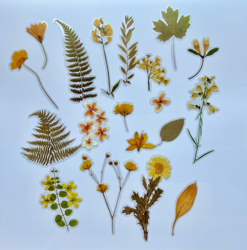 Puede incluir: Una hoja de pegatinas de flores prensadas con una variedad de flores amarillas y marrones, helechos y hojas. Las pegatinas son perfectas para agregar un toque de naturaleza a tus manualidades y proyectos.
