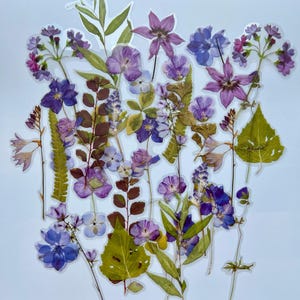 Puede incluir: Una colecci&oacute;n de flores y hojas prensadas en tonos de morado, azul y verde. Las flores est&aacute;n dispuestas en un patr&oacute;n aleatorio y est&aacute;n prensadas planas sobre un fondo blanco.