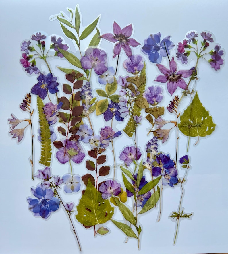 Puede incluir: Una colecci&oacute;n de flores y hojas prensadas en tonos de morado, azul y verde. Las flores est&aacute;n dispuestas en un patr&oacute;n aleatorio y est&aacute;n prensadas planas sobre un fondo blanco.