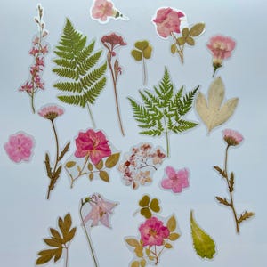Puede incluir: Una colecci&oacute;n de flores y hojas prensadas, incluyendo helechos, tr&eacute;bol y varias flores rosas. Las plantas prensadas est&aacute;n dispuestas sobre un fondo azul claro.