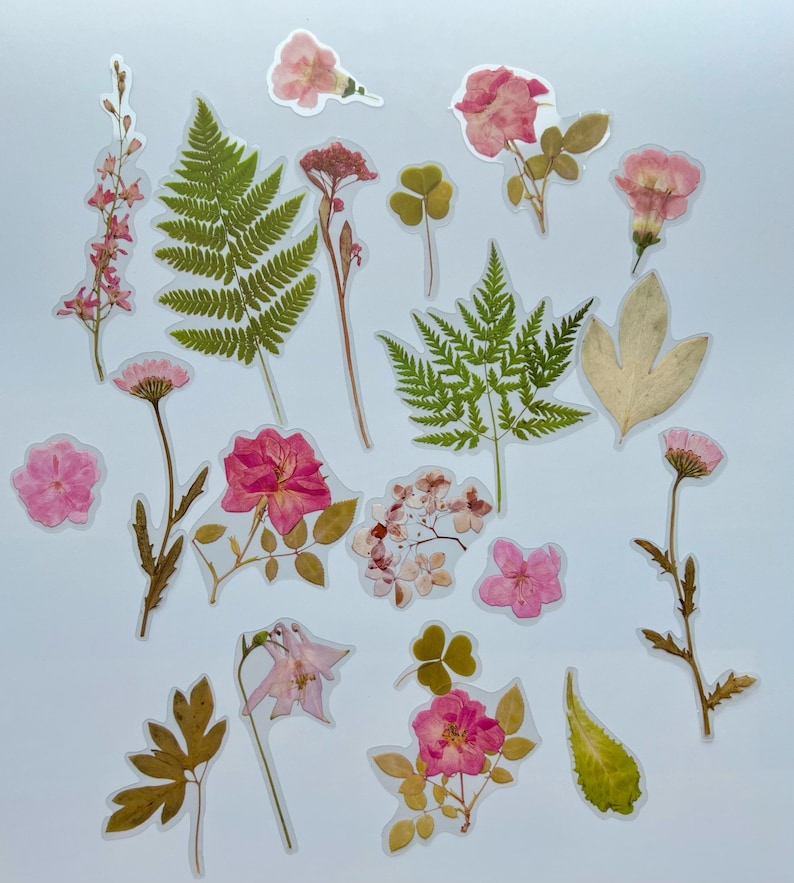 Puede incluir: Una colecci&oacute;n de flores y hojas prensadas, incluyendo helechos, tr&eacute;bol y varias flores rosas. Las plantas prensadas est&aacute;n dispuestas sobre un fondo azul claro.