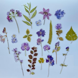 Puede incluir: Una colecci&oacute;n de pegatinas de flores prensadas con varias flores, hojas y helechos morados y azules. Las pegatinas son transparentes y perfectas para agregar un toque de naturaleza a las manualidades y proyectos.