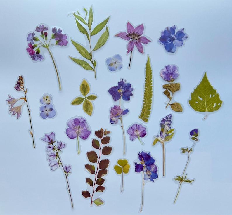 Puede incluir: Una colecci&oacute;n de pegatinas de flores prensadas con varias flores, hojas y helechos morados y azules. Las pegatinas son transparentes y perfectas para agregar un toque de naturaleza a las manualidades y proyectos.