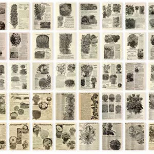 Może przedstawiać: Kolekcja 36 vintage ilustracji botanicznych przedstawiających r&oacute;żne kwiaty, rośliny i warzywa. Ilustracje są w czerni i bieli i mają szczeg&oacute;łowy, misterny styl. Obrazy są ułożone w siatkę na białym tle.