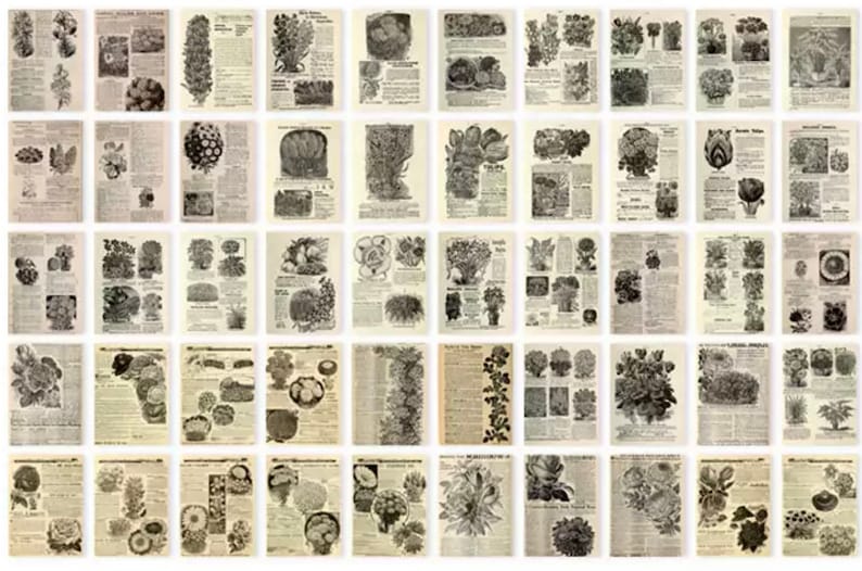 Może przedstawiać: Kolekcja 36 vintage ilustracji botanicznych przedstawiających r&oacute;żne kwiaty, rośliny i warzywa. Ilustracje są w czerni i bieli i mają szczeg&oacute;łowy, misterny styl. Obrazy są ułożone w siatkę na białym tle.