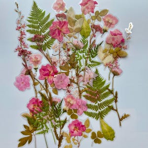 Puede incluir: Una colecci&oacute;n de flores y helechos prensados, incluyendo rosas rosas, helechos y otras flores delicadas. Las flores est&aacute;n dispuestas en forma de ramo y est&aacute;n prensadas planas sobre un fondo blanco.