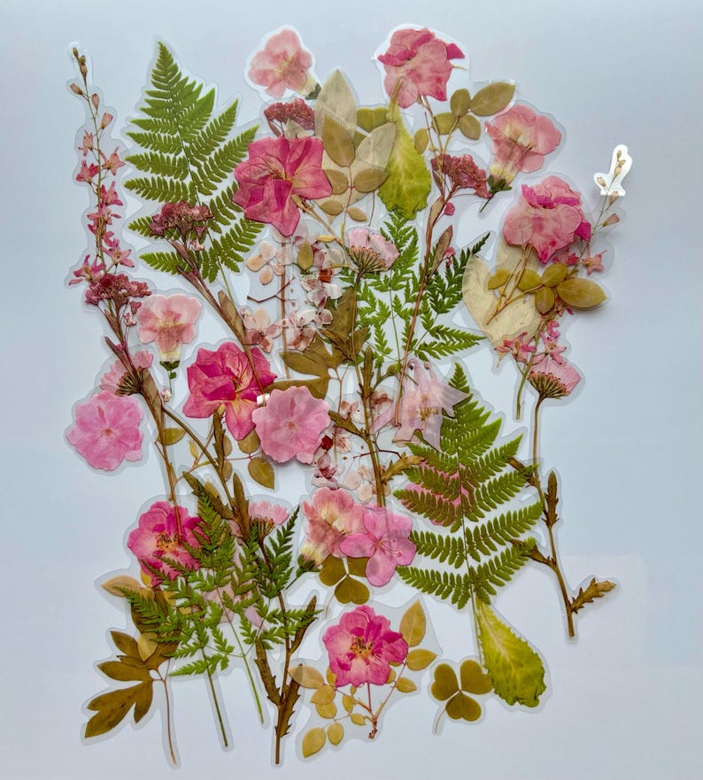 Puede incluir: Una colecci&oacute;n de flores y helechos prensados, incluyendo rosas rosas, helechos y otras flores delicadas. Las flores est&aacute;n dispuestas en forma de ramo y est&aacute;n prensadas planas sobre un fondo blanco.