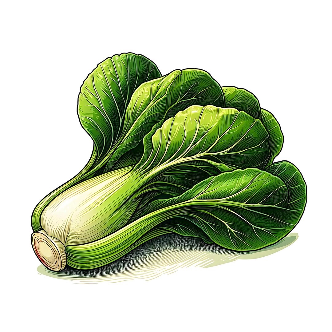 Bok Choy Watercolor Clipart, Pak Choi Illustration PNG Download, Green ...