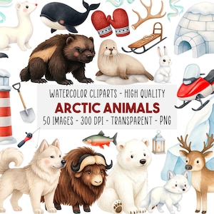 Op de afbeelding: Waterverfillustratie van arctische dieren, waaronder een ijsbeer, veelvraat en zeehond. De afbeelding bevat ook een slee, wanten en de tekst "ARCTIC ANIMALS".
