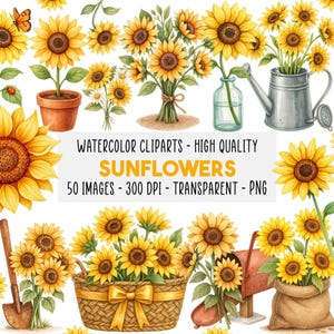 Könnte beinhalten: Aquarell-Clipart mit Sonnenblumen in verschiedenen Arrangements, darunter Sträuße, Topfpflanzen und eine Gießkanne. Der Text enthält "SUNFLOWERS" und "WATERCOLOR CLIPARTS - HIGH QUALITY".
