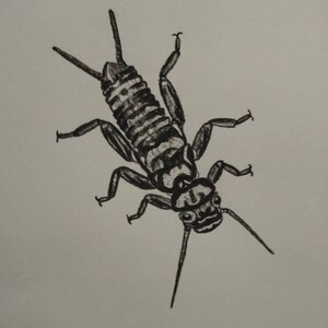 Pencil Bugs Posters for Sale  Redbubble
