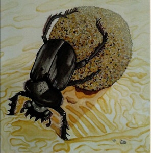 Impressão de cartão postal Dung Beetle 4x6"