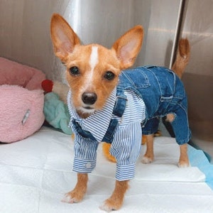 Small dog overalls ( Jean acres overalls )