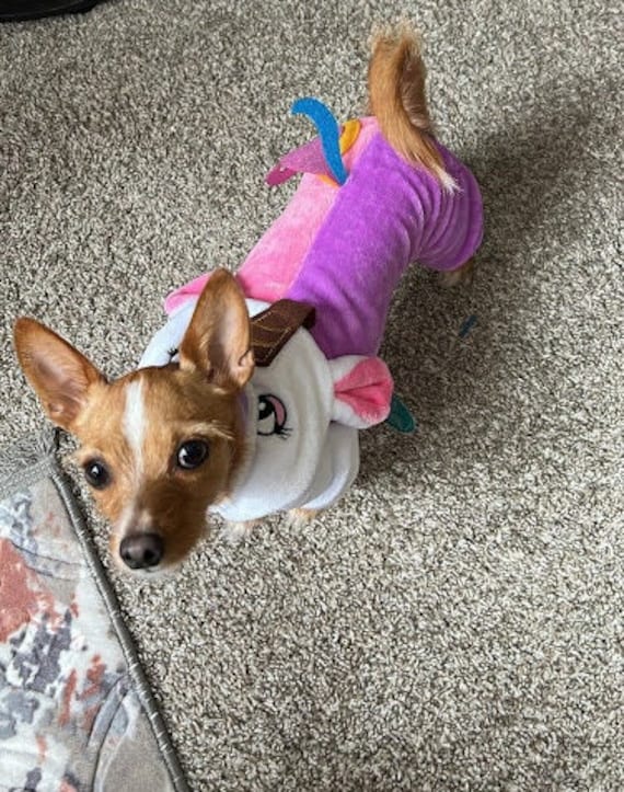 Small Dog Costume unicorn Mania Etsy