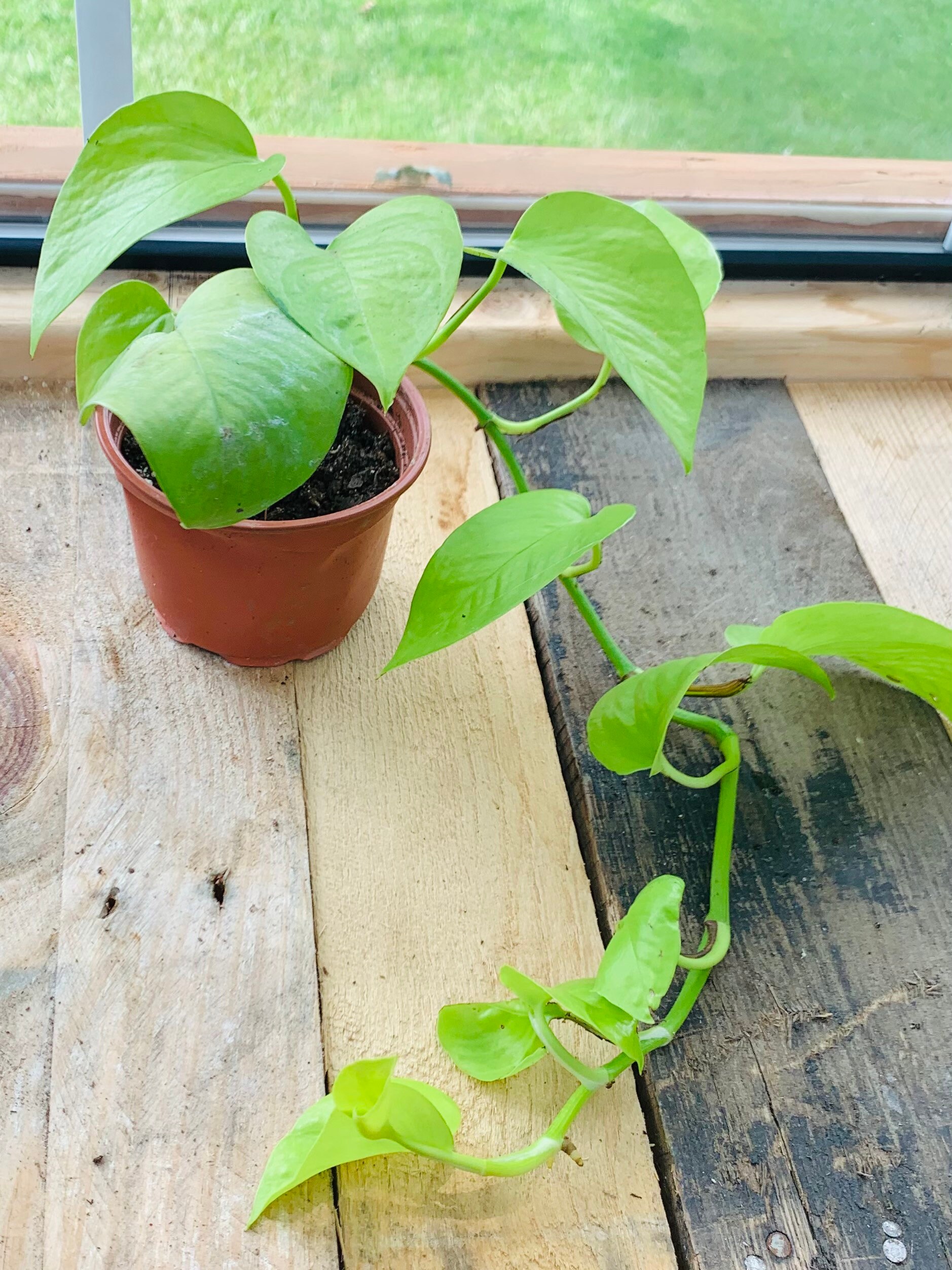 Neon Pothos Trailing with new growth Well Rooted Houseplant Etsy