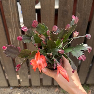 Thanksgiving Cactus