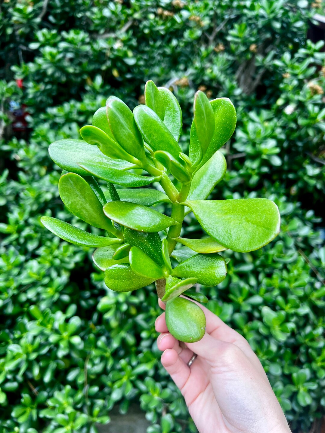 Freshly Cut Jade crassula Ovata Etsy