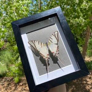 Real large beautiful framed Zebra Swordtail Butterfly! Real large beautiful framed Zebra Swordtail Butterfly!