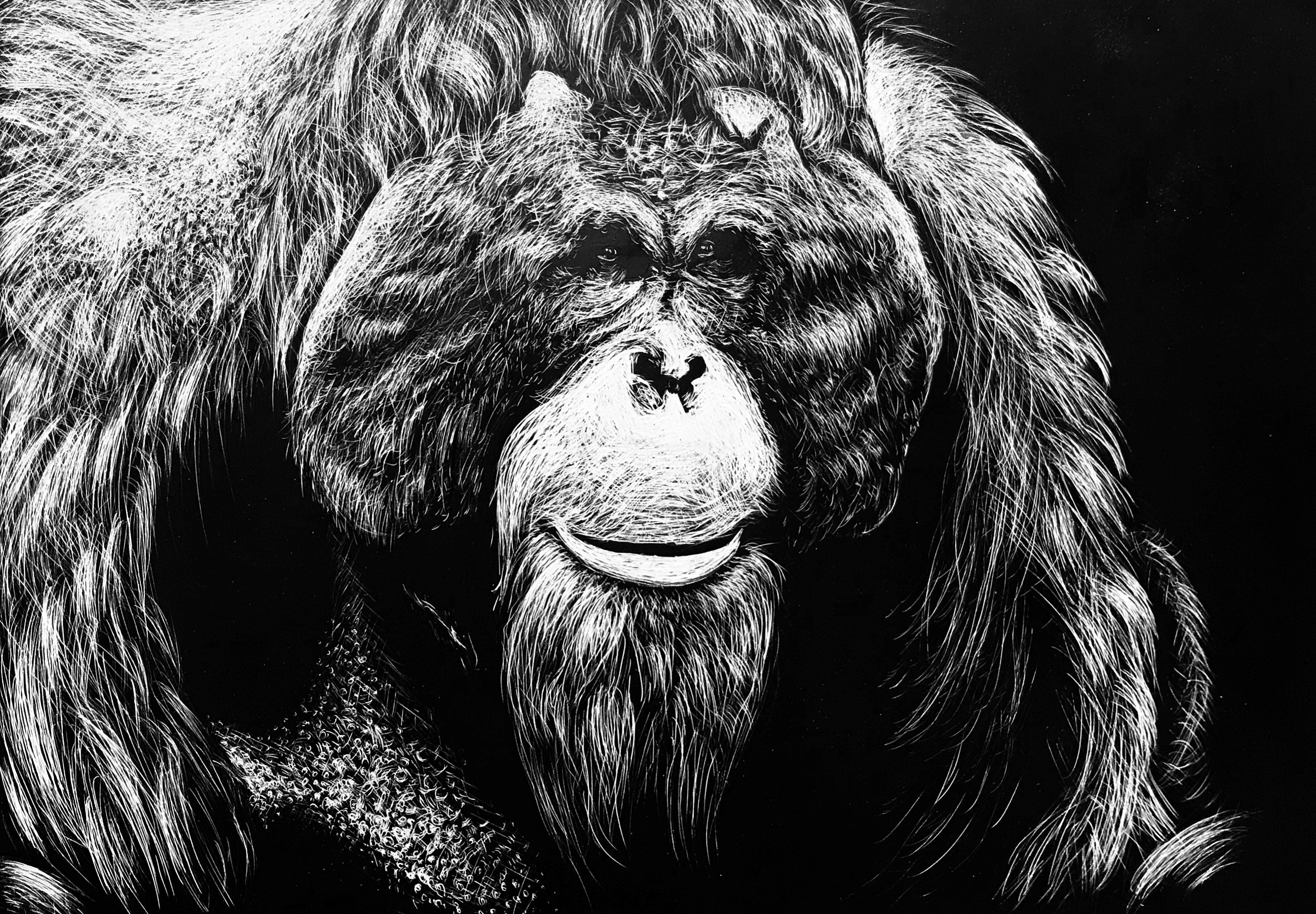 Orangutan Print