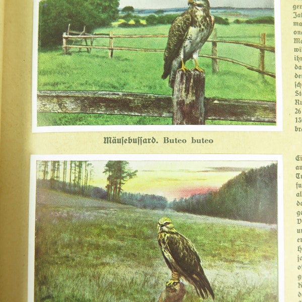 40s bird book, cigarette pictures from 1936