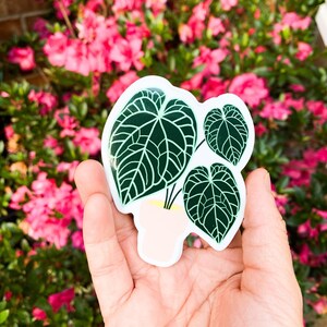 Anthurium Crystallinum Plant Sticker, Gift for Plant Mom, Plant Parent Gift, Plant Sticker, Houseplant sticker, Vinyl Weatherproof Sticker, image 2