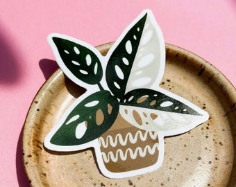 Variegated Monstera Adansonii Vinyl Sticker, Waterproof Plant Decal