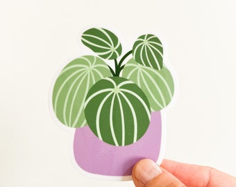 Watermelon Peperomia Plant Sticker, Weatherproof Sticker, Plant Laptop Sticker, House Plants, Vinyl Sticker, Plant Mom, Plant Car Decal,