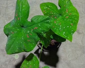 Caladium Clown Etsy