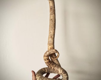 Stranezze antiche di tassidermia Cobra da 52 cm
