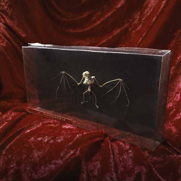 Bat skeleton Auzoux in vintage box oddities curiosities