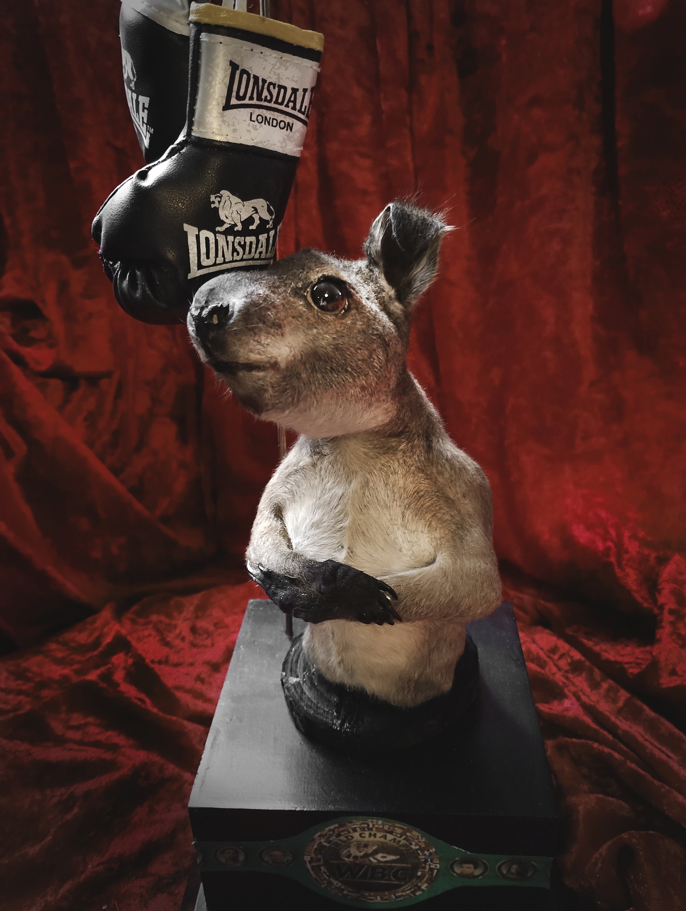 Taxidermy Kangaroo Wallaby Oddities Cabinet of Curiosities Full Mount