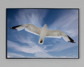 Seagull Wall Art | Seagull Print | Flying Seagull | Seagull Photo | Bird Art | Bird Decor | Bird Print