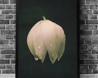 Rain on Flower | Raindrops on flowers | Water Drops | Flowers in Rain | Fine Art Print | Wall Decor | Rain Print | Rain Art | Raindrop photo
