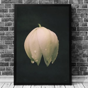 Rain on Flower | Raindrops on flowers | Water Drops | Flowers in Rain | Fine Art Print | Wall Decor | Rain Print | Rain Art | Raindrop photo
