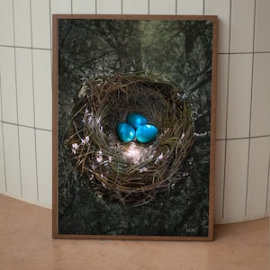 Bird Nest | Robin Eggs | Robin&#39;s Nest | Robin&#39;s Nest Photo | Robin Eggs | Blue Eggs | Bird Photography