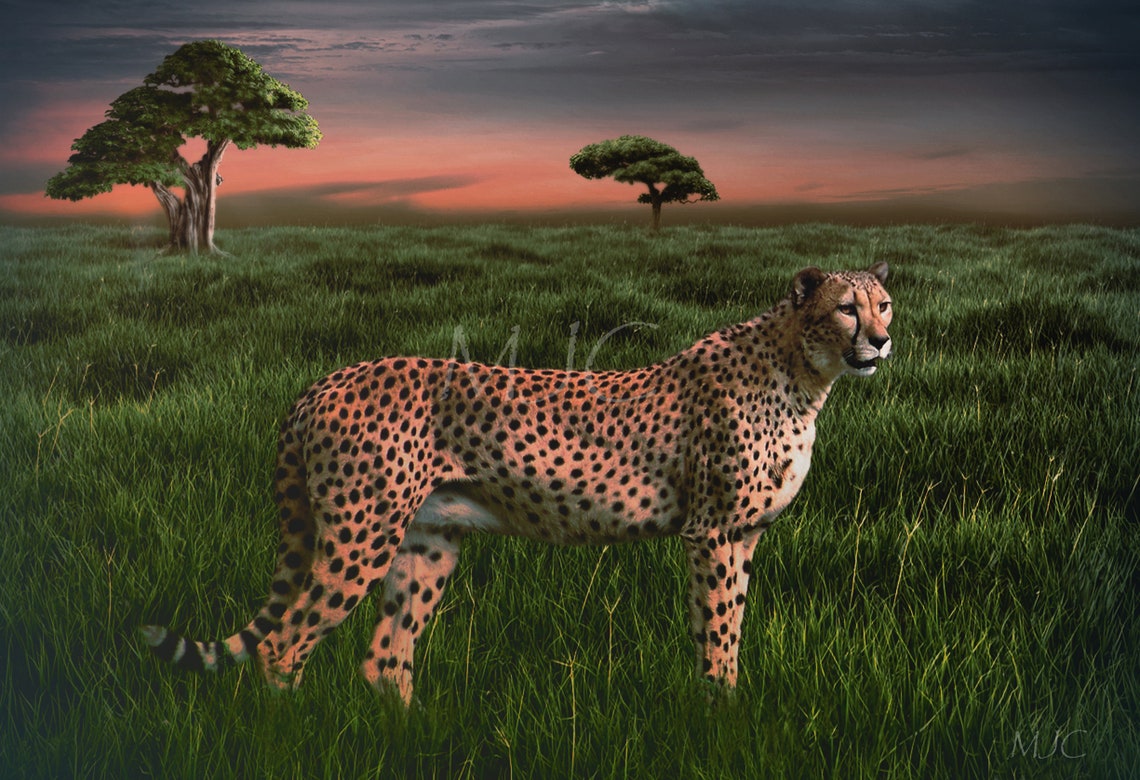 Cheetah Print Cheetah Art Print Wildlife Print Wildlife Art Print