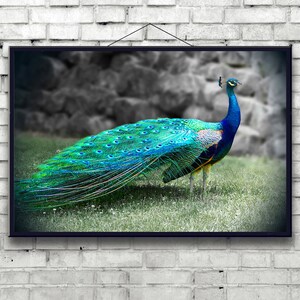 Peacock Decor | Peacock Feathers | Peacock Art Print | Peacock Photo | Peacock Wall decor | Wall Art Print |