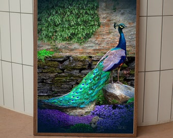 Peacock Art | Peacock Feathers | Peacock Photo | Art Print | Wall Art | Peacock Decor