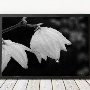 Rain on Flower | Raindrops on flowers | Water Drops | Flowers in Rain | Art Print | Wall Decor | Rain Print | Rain Art | Raindrop photo