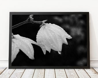 Rain on Flower | Raindrops on flowers | Water Drops | Flowers in Rain | Art Print | Wall Decor | Rain Print | Rain Art | Raindrop photo